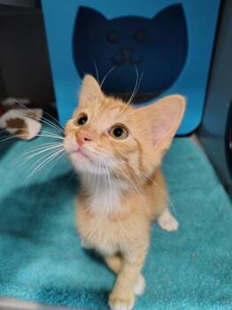 FITTED SHEETS -  Domestic Short Hair Cat for Adoption in Leesburg, Virginia - FITTED SHEETS | PetCurious
