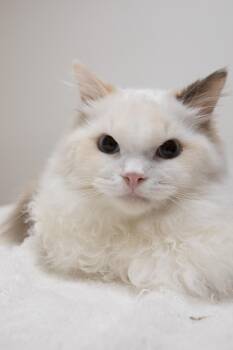 Periwinkle -  Ragdoll Cat for Adoption in Montclair, New Jersey - Periwinkle | PetCurious