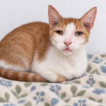 Euphoria -  Domestic Short Hair Cat for Adoption in Austin, Texas - Euphoria | PetCurious