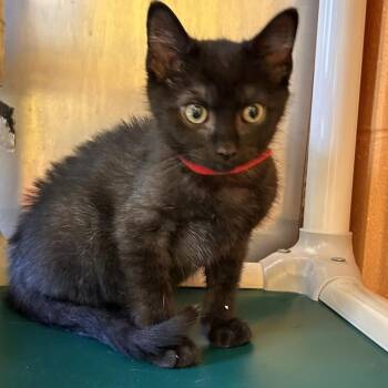 Andersen -  Domestic Short Hair Cat for Adoption in Roxboro, North Carolina - Andersen | PetCurious