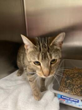 Maple -  Domestic Short Hair Cat for Adoption in Meriden, Connecticut - Maple | PetCurious