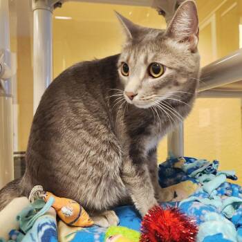 Luna -  Domestic Short Hair Cat Available for Adoption - Luna | PetCurious