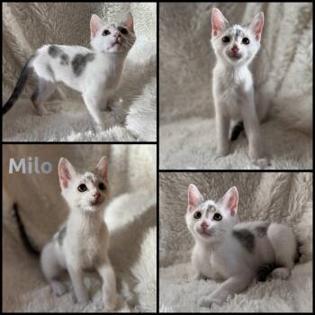 Milo -  Domestic Short Hair Cat for Adoption in Windy Hills, Kentucky - Milo | PetCurious