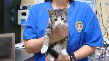 BLUE JEAN BABY -  Domestic Short Hair Cat for Adoption in Cookeville, Tennessee - BLUE JEAN BABY | PetCurious