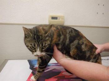 Domestic Short Hair Cats Available for Adoption - SUZIE | PetCurious