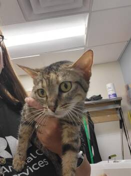 SAMANTHA -  Domestic Short Hair Cat for Adoption in Albuquerque, New Mexico - SAMANTHA | PetCurious