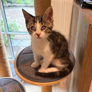 Benny -  Domestic Short Hair Cat for Adoption in Ferndale, Michigan - Benny | PetCurious