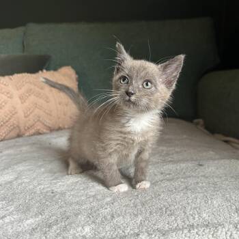 Bugs -  Snowshoe Cat for Adoption in Milwaukee, Wisconsin - Bugs | PetCurious