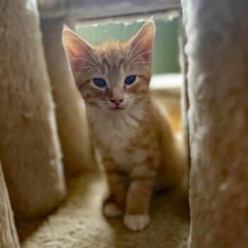 Domestic Short Hair Cats Available for Adoption in Atlanta, Georgia - Croc | PetCurious