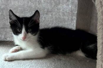 Rescue Domestic Short Hair Cats for Adoption in Seal Beach, California - Champ | PetCurious