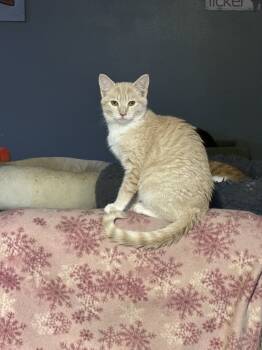 Rescue Domestic Short Hair Cats for Adoption in Albany, Wisconsin - Belen | PetCurious