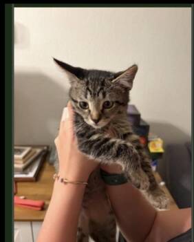 Trinity -  Domestic Short Hair Cat for Adoption in Lafayette, Colorado - Trinity | PetCurious