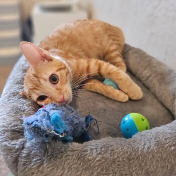 Rocket -  Domestic Short Hair Cat for Adoption in Fort Lauderdale, Florida - Rocket | PetCurious