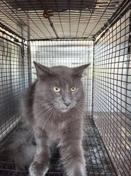 Mr. WIGGLES -  Domestic Medium Hair Cat Available for Adoption in New Braunfels, Texas - Mr. WIGGLES | PetCurious