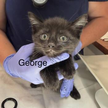 George -  Domestic Short Hair Cat for Adoption in Scituate, Massachusetts - George | PetCurious