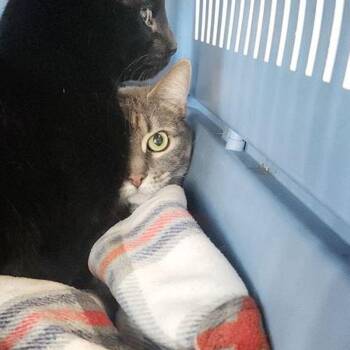 Heather Kade -  Domestic Short Hair Cat for Adoption in Kingman, Arizona - Heather Kade | PetCurious