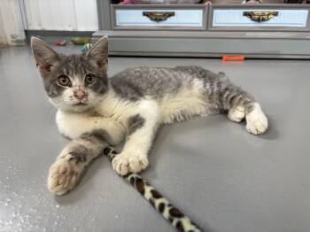 Finn -  American Shorthair Cat for Adoption in Big Rapids, Michigan - Finn | PetCurious