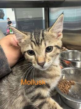 Domestic Short Hair Cats Available for Adoption in Hilton Head Island, South Carolina - Mollusk | PetCurious