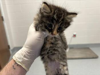 A383344 -  Domestic Long Hair Cat for Adoption in Ocala, Florida - A383344 | PetCurious