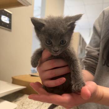 Judy Hopps (26-1Z-1) -  Domestic Short Hair Cat for Adoption in Rifle, Colorado - Judy Hopps (26-1Z-1) | PetCurious