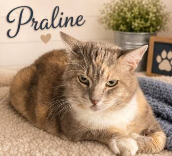 Praline (aka Lucy) -  Domestic Short Hair Cat for Adoption in Dalton, Georgia - Praline (aka Lucy) | PetCurious