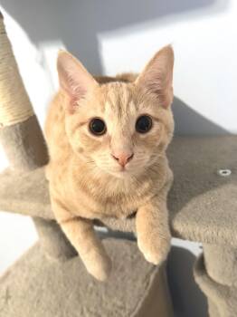 Dobby -  Domestic Short Hair Cat for Adoption in Fairfax Station, Virginia - Dobby | PetCurious
