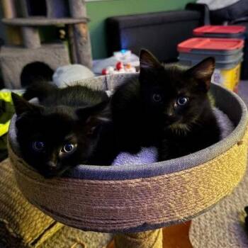 Umbreon & Espeon -  Domestic Short Hair Cat for Adoption in East Greenwich Township, New Jersey - Umbreon & Espeon | PetCurious