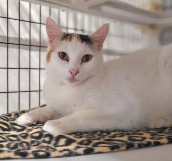 Annabelle -  Domestic Short Hair Cat for Adoption in Kirkland, Washington - Annabelle | PetCurious