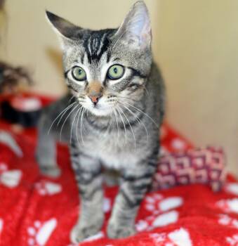ARIEL -  Tabby Cat for Adoption in San Clemente, California - ARIEL | PetCurious
