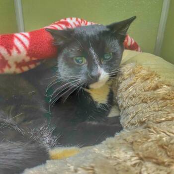 Domestic Short Hair Cats Available for Adoption in Riverwoods, Illinois - Monkey | PetCurious