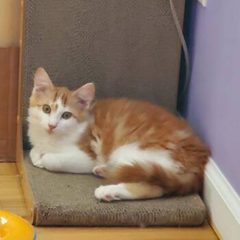 Chewy (Bushy Ridge 2) -  Domestic Short Hair Cat for Adoption in Westport, Connecticut - Chewy (Bushy Ridge 2) | PetCurious
