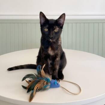 PolkaDots -  Domestic Short Hair Cat for Adoption in Allen, Texas - PolkaDots | PetCurious