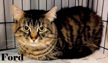 Ford -  Domestic Medium Hair Cat for Adoption in Shawnigan Lake, British Columbia - Ford | PetCurious