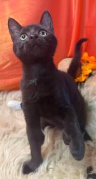 Devin - The 7-Fingered Lovebug -  Extra Toes Cat Hemingway Polydactyl and Domestic Short Hair Cat for Adoption in Ocean Springs, Mississippi - Devin - The 7-Fingered Lovebug | PetCurious