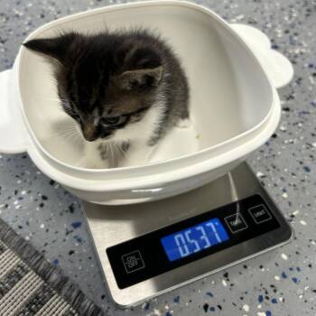 Domestic Short Hair Cats Available for Adoption in Ojai, California - Jude | PetCurious