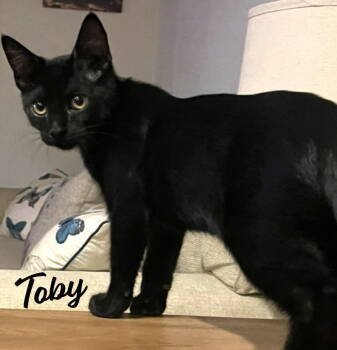 Rescue Bombay and Domestic Short Hair Cats for Adoption in Houston, Texas - Toby #snuggle-king | PetCurious
