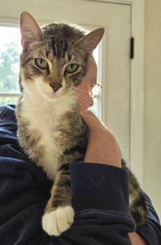 Rescue Domestic Short Hair Cats for Adoption in Windsor, Connecticut - Gallivant | PetCurious