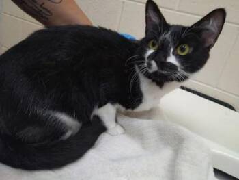 Music -  Domestic Short Hair Cat for Adoption in Westland, Michigan - Music | PetCurious