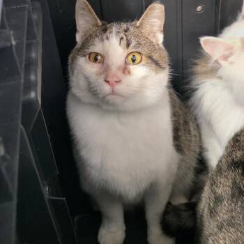Domestic Short Hair Cats Available for Adoption - Birdie | PetCurious