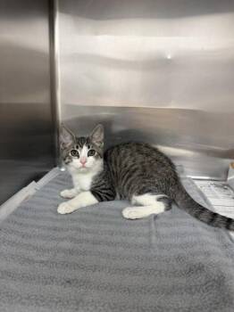 Mohan -  Domestic Short Hair Cat for Adoption in North Miami Beach, Florida - Mohan | PetCurious