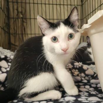 Rescue Domestic Short Hair Cats for Adoption in Nampa, Idaho - Possum | PetCurious