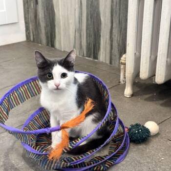 Domestic Short Hair Cats Available for Adoption - Relish | PetCurious