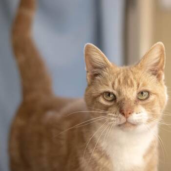 Pickles -  Domestic Short Hair Cat for Adoption in Attica, New York - Pickles | PetCurious