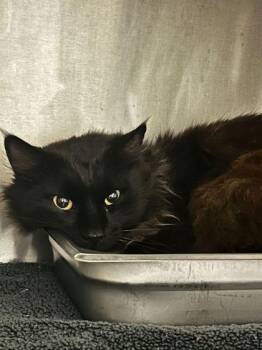 Domestic Long Hair and Domestic Short Hair Cats Available for Adoption in Spruce Pine, North Carolina - Cedar Chips | PetCurious