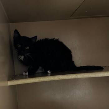 Peek-A-Boo -  Domestic Short Hair Cat for Adoption in Madisonville, Kentucky - Peek-A-Boo | PetCurious