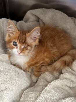 OLIVER -  Domestic Short Hair Cat for Adoption in San Jose, California - OLIVER | PetCurious
