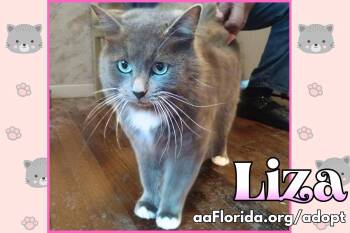Russian Blue and Domestic Medium Hair Cats Available for Adoption in Pensacola, Florida - Liza | PetCurious