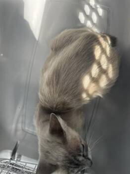 A137213 -  Domestic Short Hair Cat for Adoption in Palmetto, Florida - A137213 | PetCurious