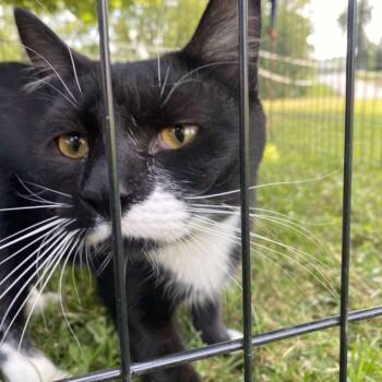 Rescue Domestic Short Hair Cats for Adoption in Castle Shann, Pennsylvania - Boots | PetCurious