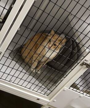 Meow -  Domestic Short Hair Cat Available for Adoption in Port Lavaca, Texas - Meow | PetCurious